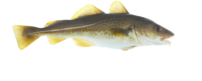 Atlantic Cod for sale