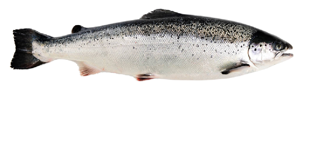 atlantic salmon for sale