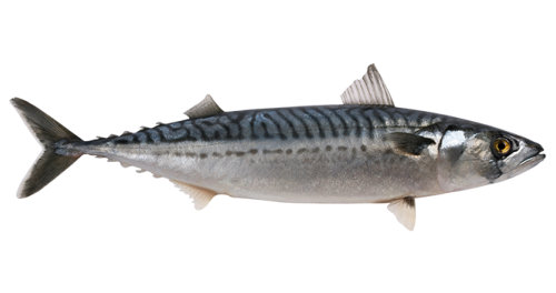 AtlanticTrout Mackerel