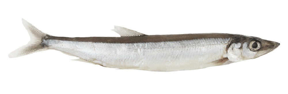 Capelin for sale