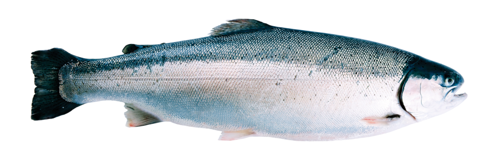 Rainbow Trout for sale